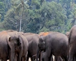 आचार संहिता ने बढ़ाई जंगली हाथियों की मुश्किलें, दहशत में लोग