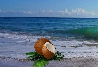 नारियल के 16 उपयोग और 23 फायदे
