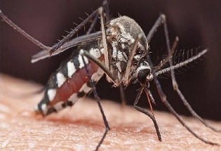 Malaria day 2024 : मलेरिया बुखार से बचने के 10 तरीके