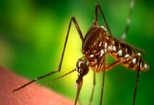 डेंगू निरोधक दिवस: डेंगू होने के कारण, लक्षण, इलाज और बचने के तरीके