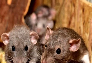 प्रेम नगरी पेरिस में चूहों का आतंक