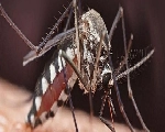 आज का चटपटा फनी चुटकुला: मच्छर और चिंटू जी मस्ती