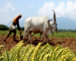 Krishi Startup : 9 साल में 7000 से ज्‍यादा हुई कृषि स्टार्टअप की संख्या, FAIFA रिपोर्ट में हुआ खुलासा