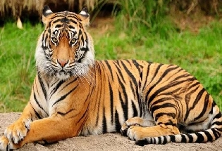 रायसेन में बाघ ने इंसान को बनाया शिकार, वन विभाग की अपील, सावधान रहे लोग