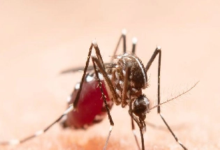 Dengue in Indore : इंदौर में मिले डेंगू के 8 मरीज, स्वास्थ्य विभाग ने शुरू किया सर्वे