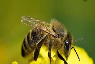 World Bee Day : विश्व मधुमक्खी दिवस, जानें इतिहास और रोचक तथ्य