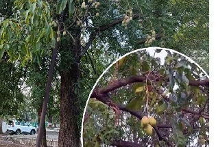 MP के मंत्री के बंगले में लगे नीम के पेड़ पर आम के फल, देखकर सब हैरान