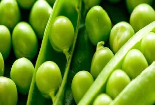Pea Protein : मटर से बना प्रोटीन बहुत चर्चा में है जानिए कैसे बनता है,क्या हैं फायदे
