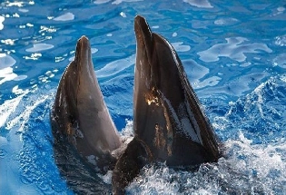 National Dolphin Day: जानिए डॉल्फिन के बारे में 5 रोचक बातें
