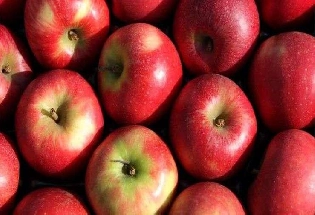 प्रतिशोधात्मक शुल्क हटने के बाद अमेरिका से भारत में सेब का निर्यात 16 गुना बढ़ा