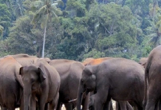 आचार संहिता ने बढ़ाई जंगली हाथियों की मुश्किलें, दहशत में लोग