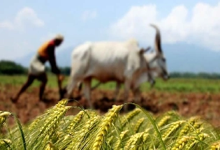 भारतीय कृषि अनुसंधान संस्थान में निकली बंपर वैकेंसी, सैलरी होगी 34,500 से 44,900 रुपए तक
