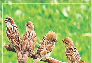 World Sparrow Day 2021: 20 मार्च को विश्व गौरैया दिवस, पढ़ें रोचक जानकारी