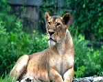 Wild life: जंगल के इन जानवरों को देखकर शेर और चीते के भी पसीने छूट जाते हैं, कोई नहीं रहता सामने