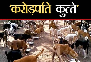 इस गांव में हैं ‘करोड़पति कुत्‍ते’, उनके पास करोड़ों की जमीन, ऐसे राजसी अंदाज में खाते हैं खाना, जानिए क्‍या है वजह