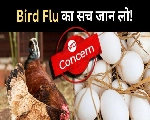 क्या अंडा और नॉनवेज खाने से फैलेगा Bird Flu, एक्‍सपर्ट ने किया खुलासा